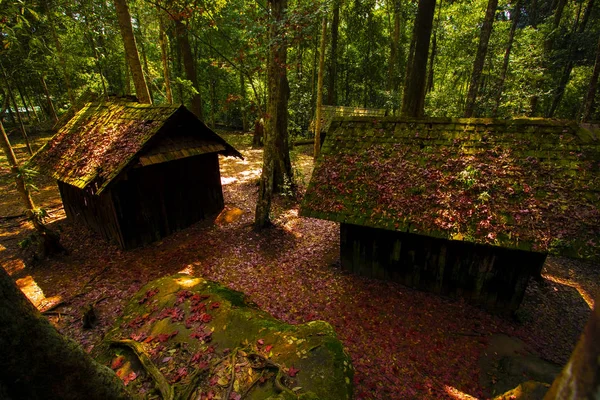 Piros juhar levél Phu Hin rongkla Nemzeti Park pitsanuloke PR — Stock Fotó