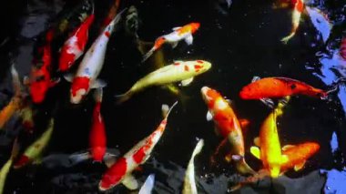 berrak suda koi sazan balığı sucul