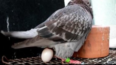 homing güvercin kuş evde çatı yumurtlama