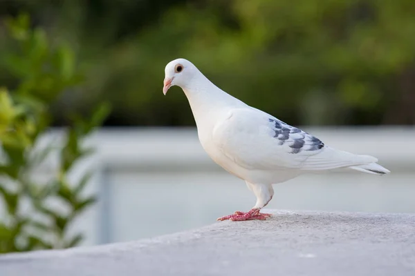 White feather of speed racing pigeon standing on home loft roof — Stock Photo, Image