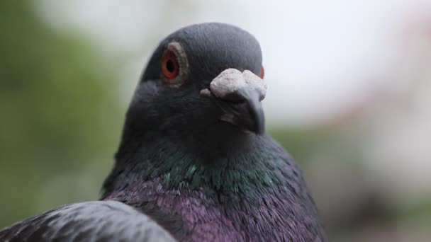 Pigeon Retour Dans Poignée — Video