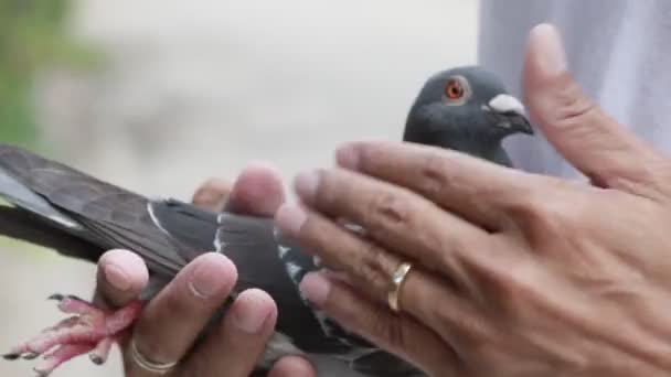 Cepat Balap Merpati Dalam Penanganan — Stok Video