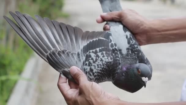 Speed Racing Pigeon Handle — Stock Video