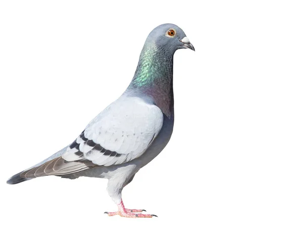 Full Body zijaanzicht van Speed Racing Pigeon Bird isolaat wit ba — Stockfoto