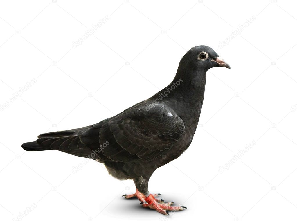 full body of black feather speed racing pigeon standing on white