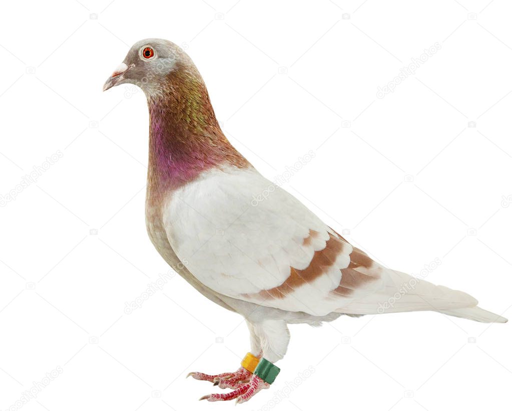 full body of red mealy feather of speed racing pigeon isolate wh
