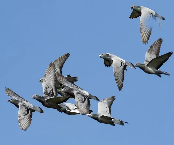 Rebanho de pombo de corrida de velocidade voando contra céu azul claro — Fotografia de Stock