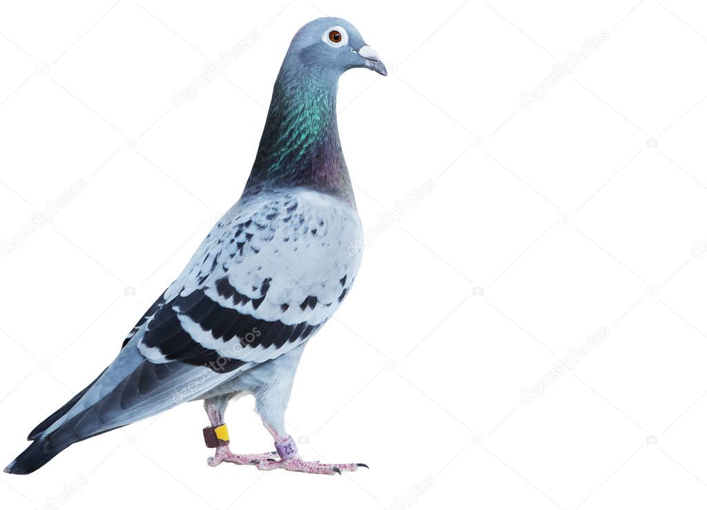 portrait full body of speed racing pigeon isolate white backgrou