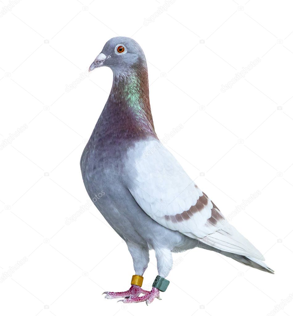 portrait full body of speed racing pigeon red choco color isolat