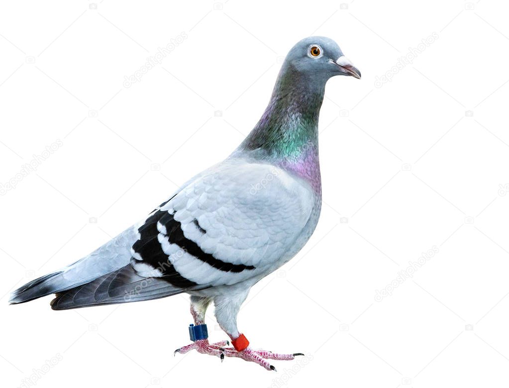 full body of speed racing pigeon bird isolate white background