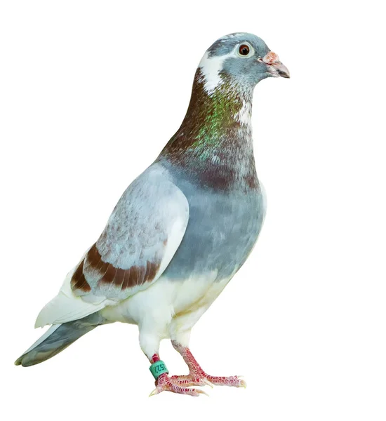 Full body of red choco feather homing pigeon bird isolated white — 스톡 사진