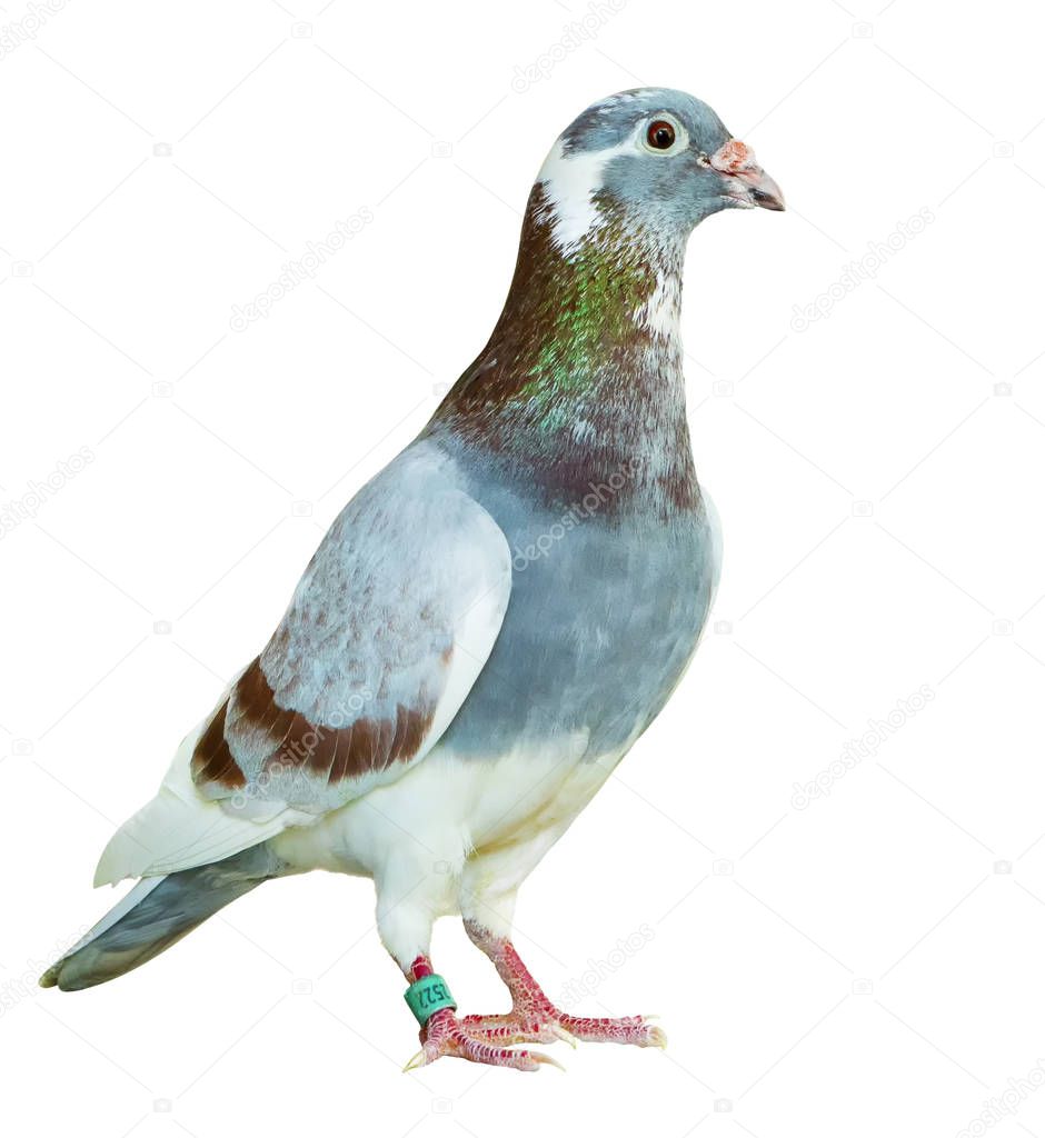 full body of red choco feather homing pigeon bird isolated white