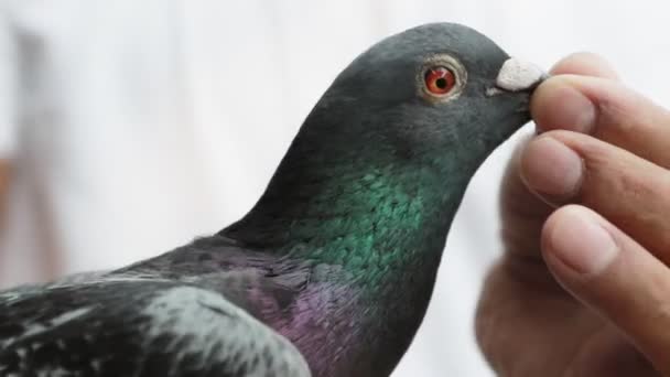 Close Homing Speed Racing Pigeon — Stock Video