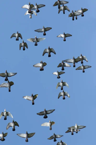 Rebanho de velocidade de corrida pombo pássaro voando sobre fundo branco — Fotografia de Stock
