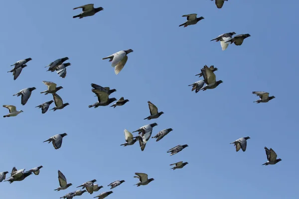 Kudde van snelheid racen duif vogel met het vliegen op witte achtergrond — Stockfoto