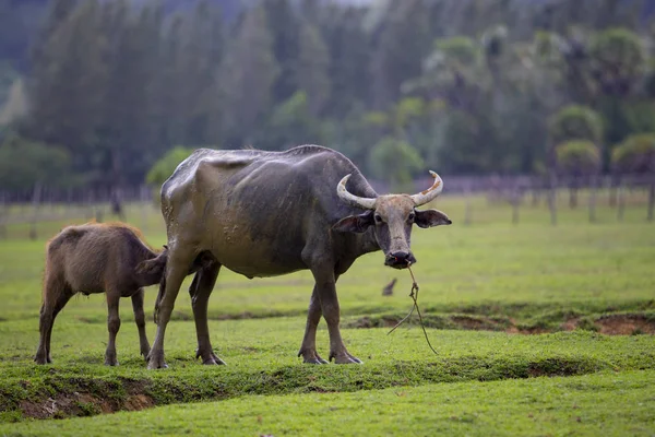 Youngster water buffalo drinking milk on green grass field — Stock Photo, Image