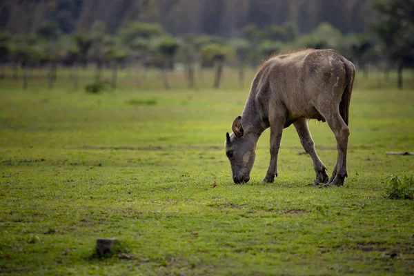 Water buffalo      eating grass on countryside — Stock Photo, Image