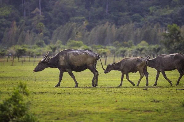 Flock of water buffalo walking on farm field — Stock Photo, Image