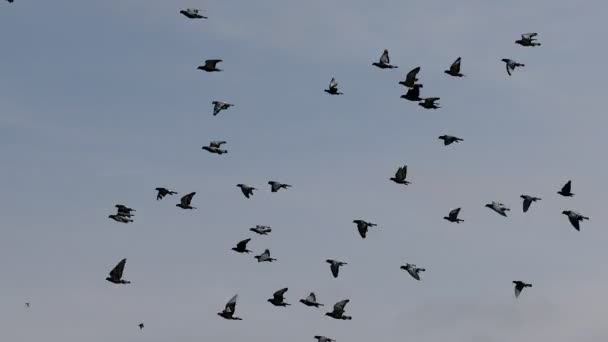 Rebanho Velocidade Corrida Pombo Pássaro Voando Sobre Fundo Branco — Vídeo de Stock