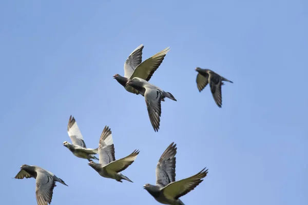 Rebanho de pombo voador velocidade de corrida contra céu azul claro — Fotografia de Stock