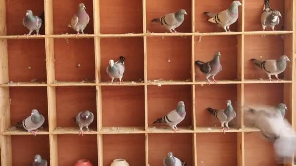 Pigeon Voyageur Perché Dans Grenier Maison — Video