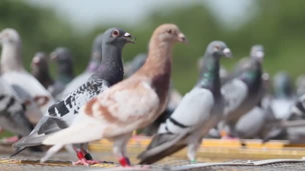 Groep Van Speed Racing Pigeon — Stockvideo