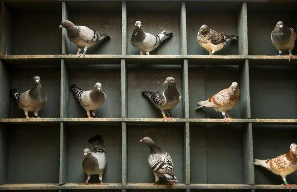 Speed racing pigeon perching  in home loft — Stock Photo, Image