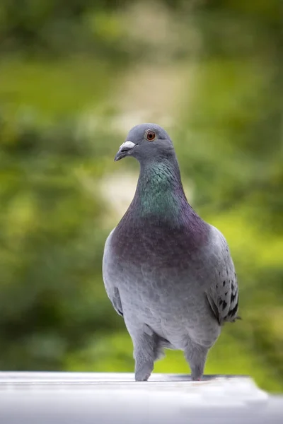 Corps entier d'oiseau pigeon de course de vitesse debout contre le blu vert — Photo