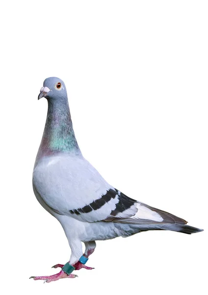 Full body of speed racing pigeon bird standing isolate white bac — Stock Photo, Image