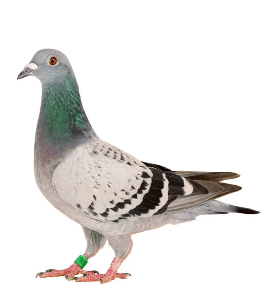 Full body of speed racing pigeon bird standing isolate white bac — Stock Photo, Image