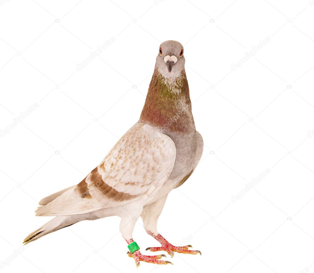 portrait full body of red mealy feather homing pigeon standing i