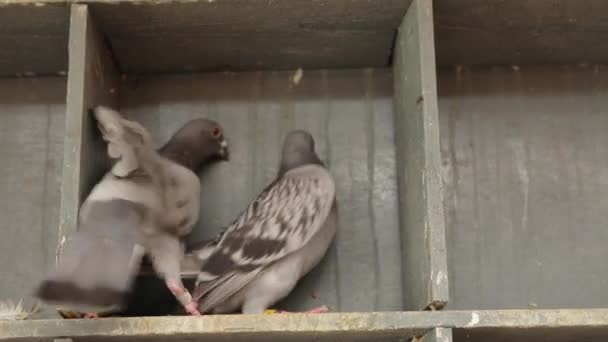 집안에서 비둘기 — 비디오