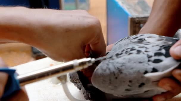 鸽子颈的疫苗治疗 — 图库视频影像