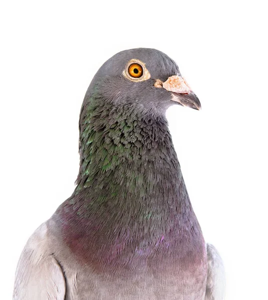 Крупним планом детальний знімок чоловічого швидкісного голуб'ячого птаха Ізолат — стокове фото