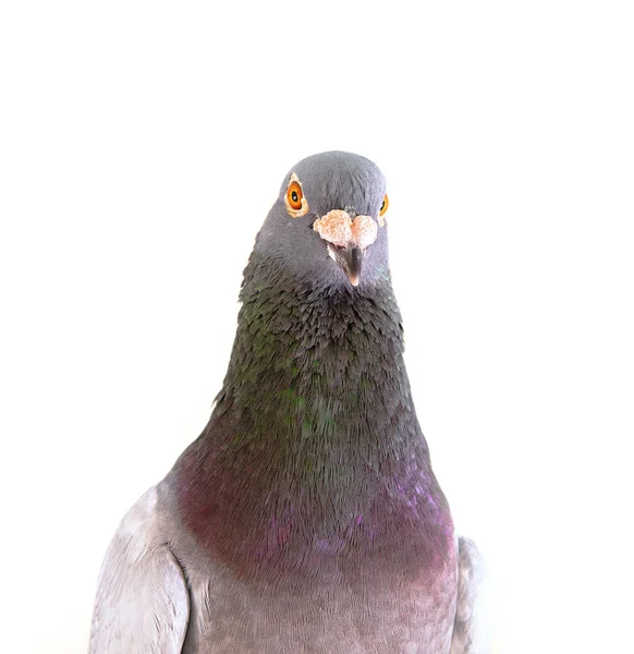 特写细节 雄性信鸽孤立的白色背景 — 图库照片