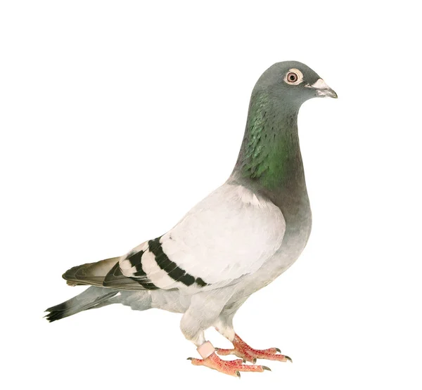 Full body of speed racing pigeon bird standing isolate white bac — Stock Photo, Image