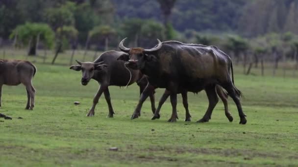Water Buffalo Rural Thailand — Stock Video