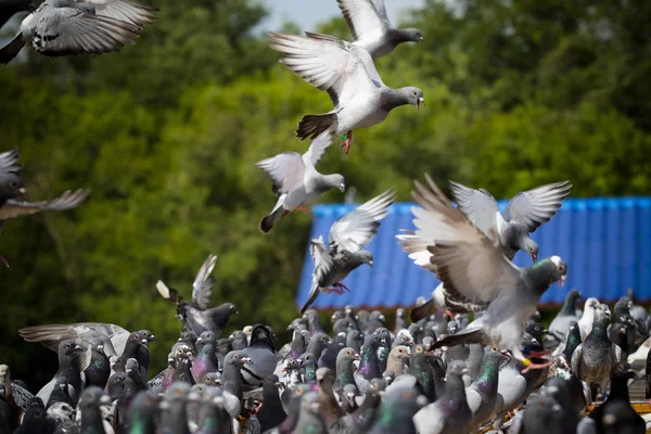 Flock Speed racing duva fågel flyger hemma Loft — Stockfoto