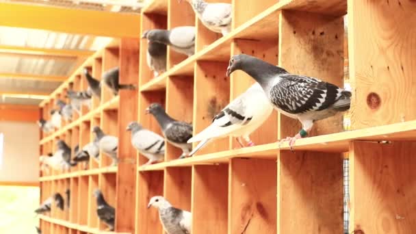 Homing Pigeon Home Loft — Stock Video