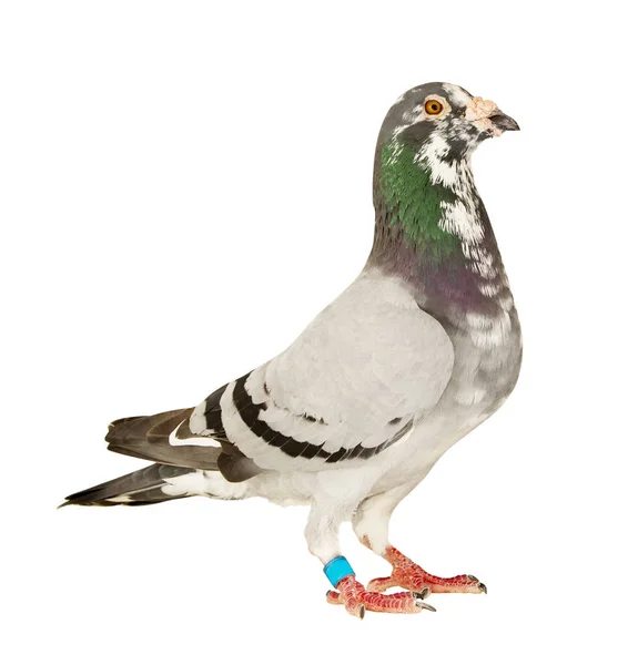 Cuerpo completo de paloma de carreras de velocidad macho aislado fondo blanco — Foto de Stock