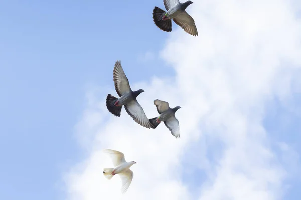 Stada gołąb ptak pływające z wolności przeciwko pochmurno s — Zdjęcie stockowe