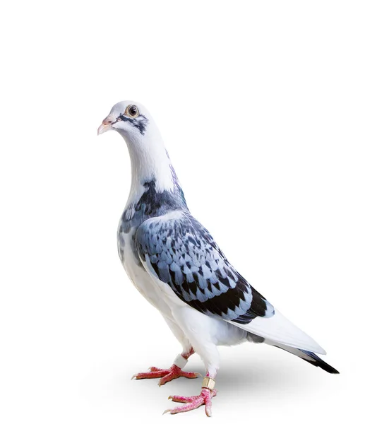 Corpo inteiro de pombo de corrida de velocidade em pé sobre fundo branco — Fotografia de Stock