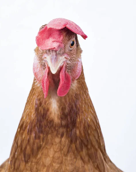 Biały z bliska głowa brązowy kurczak na białym tle pióro — Zdjęcie stockowe