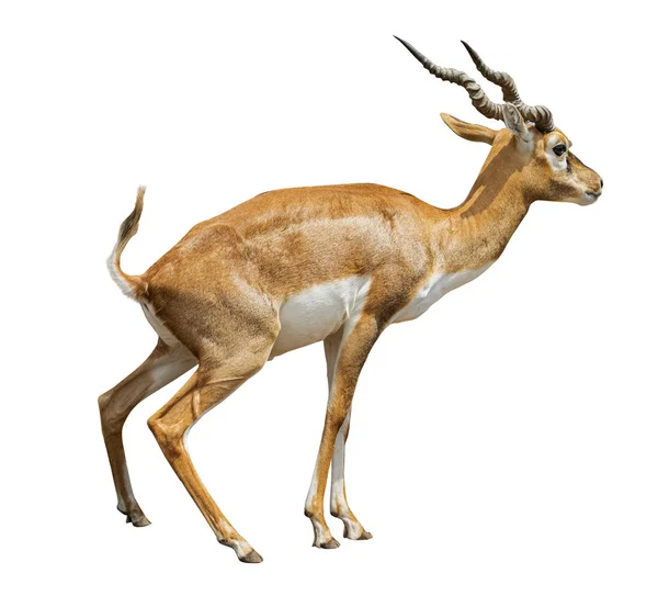 Afrikansk antilop, Gazelle isolerad på vit bakgrund — Stockfoto