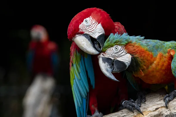 Couples of red scarlet macaws birds perching on tree branch — Stock Photo, Image