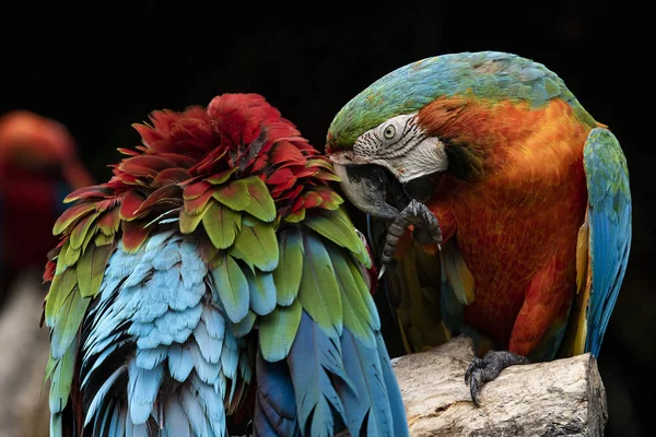 Ağaç dalına tıraşlama kırmızı scarlet macaws kuşların çiftler — Stok fotoğraf