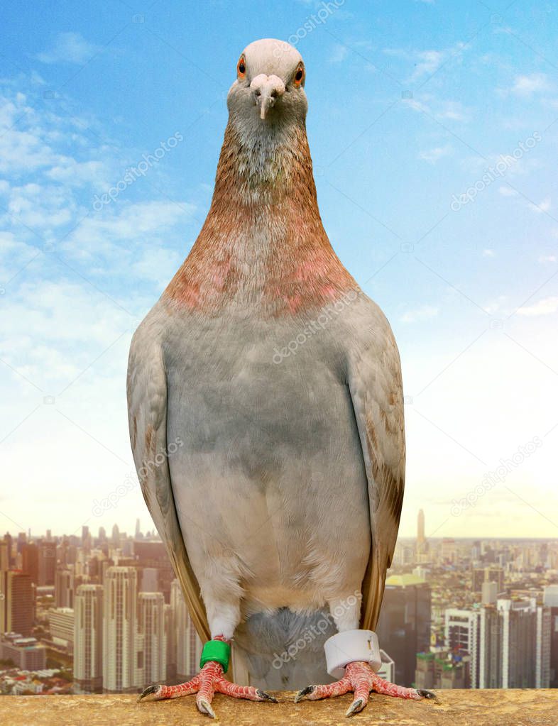 mealy feather homing pigeon wearing gps tracking standin against