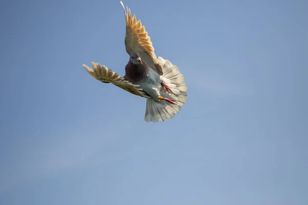Mealy pena homing pombo voando contra céu azul claro — Fotografia de Stock