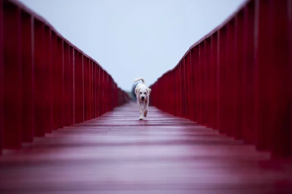 Bezdomny pies chodzenie na czerwonym drewnianym moście — Zdjęcie stockowe