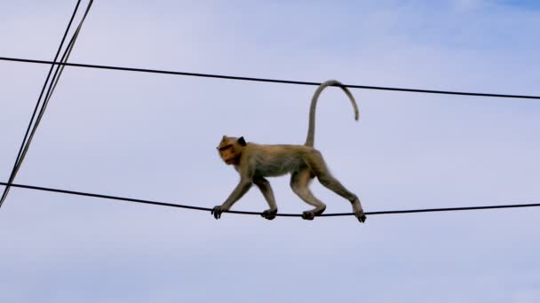 Dzikie Małpa Wspinaczka Miejskich Elektrict Linii Energetycznych — Wideo stockowe
